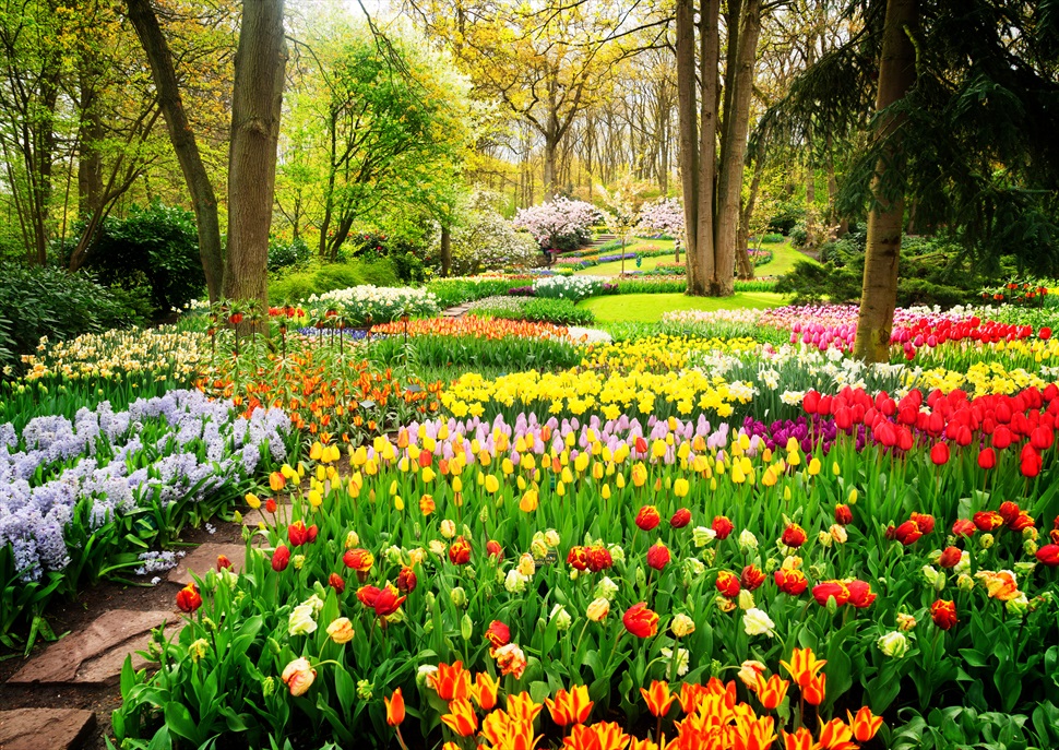 Descobreix Holanda i els Jardins Keukenhof