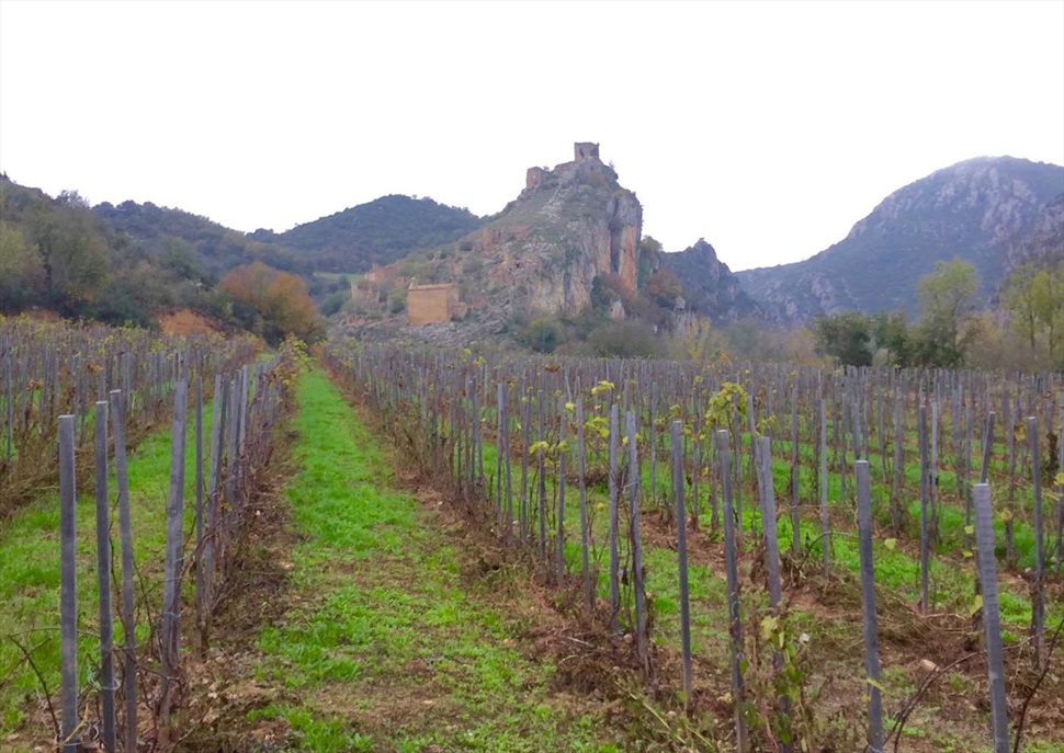 Tast de vins i concert a la Bodega Rubió de Sòls · Festival Itinera