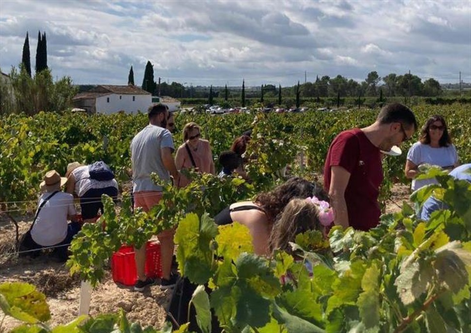 Trepitjada de raïm i sopar amb música en viu