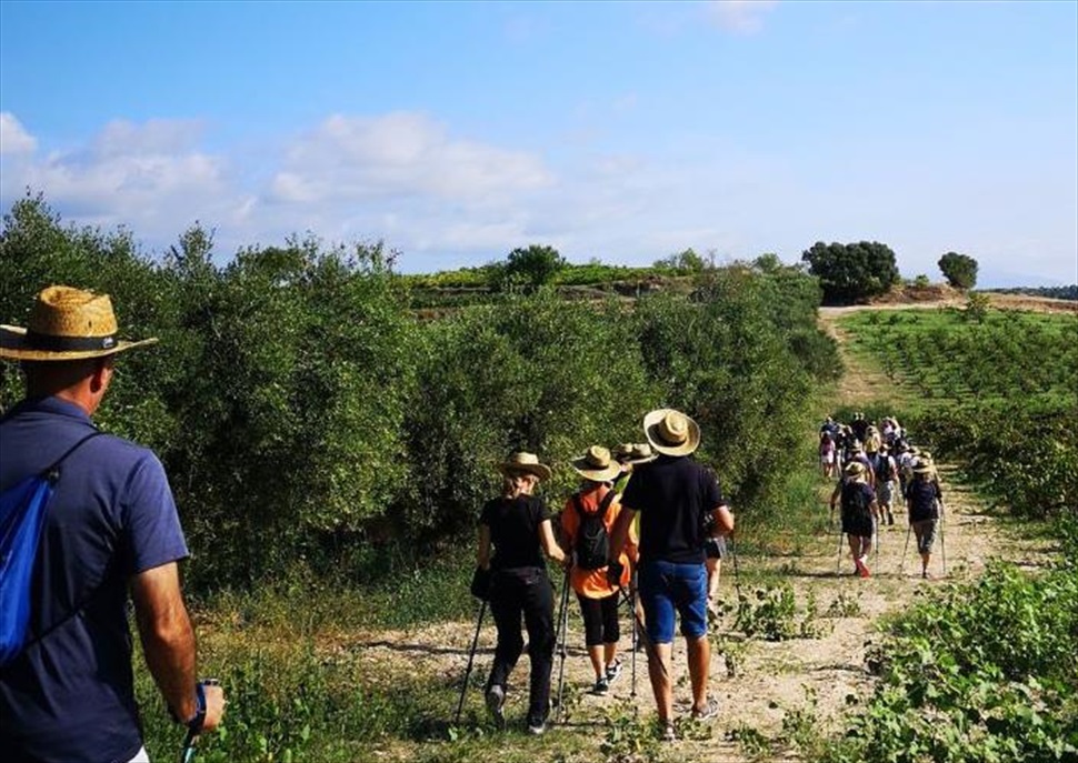 Nordic walking i brunch entre vinyes