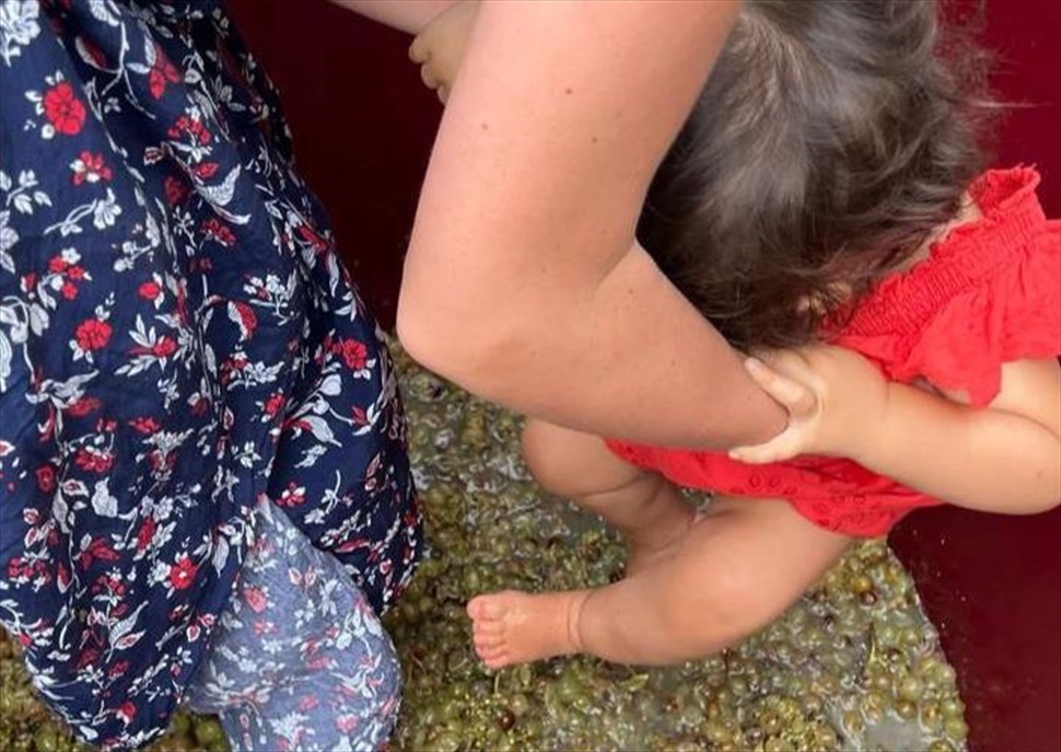 Trepitgem la vinya (Activitat Familiar)