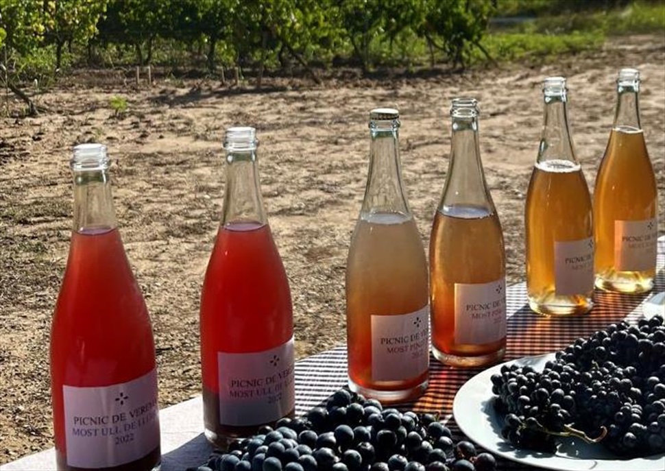 Esmorzar i tast de raïm, most i vins en un paratge qualificat