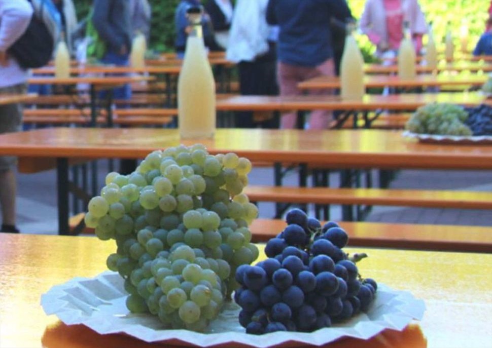 Esmorzar de verema: raïm, most i vins en plena fermentació - Verema del cava 2024